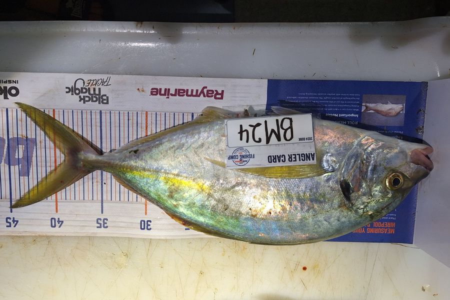 Nathaniel Beer caught this 39.0cm Trevally at Coromandel during The Export NZ Fishing Competition