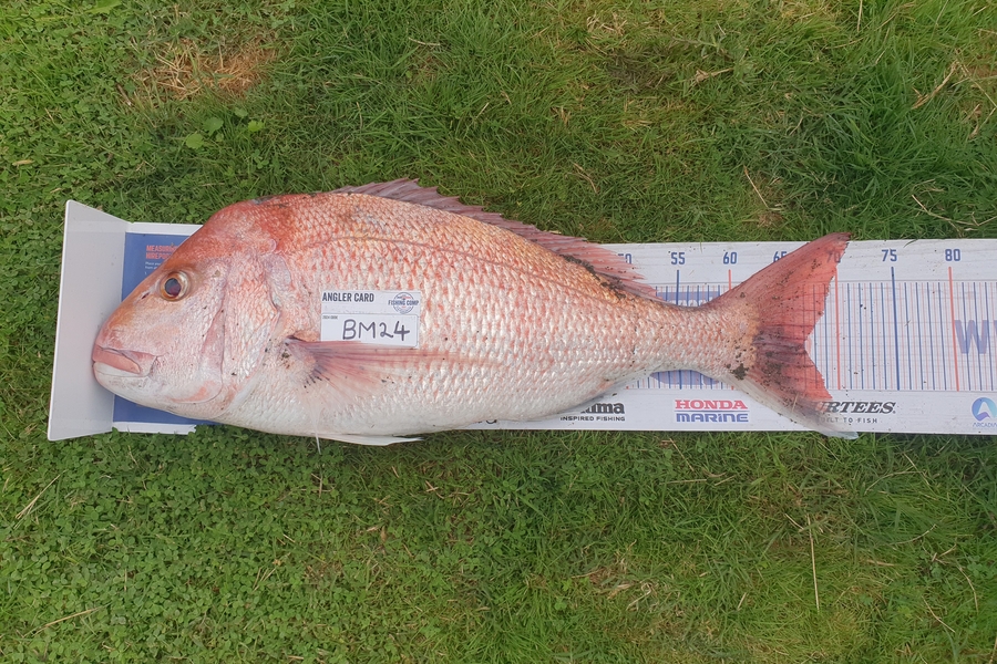 Trent Barrett caught this 67.0cm Snapper at Hawkes Bay during The Export NZ Fishing Competition