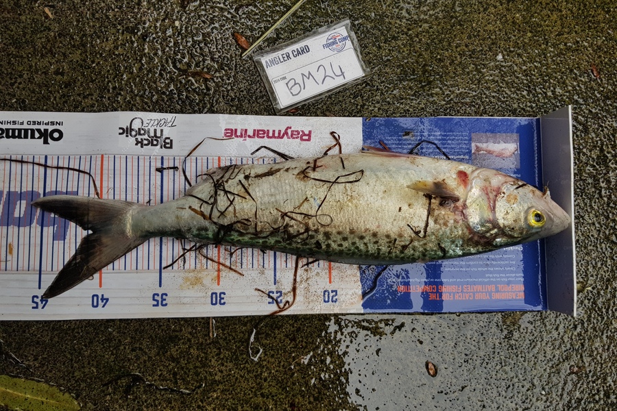 Stephen Nilsson caught this 40.5cm Kahawai at Auckland during The Export NZ Fishing Competition