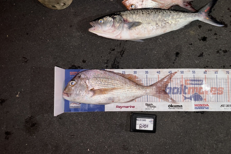 Jerrald Chong caught this 42.5cm Snapper at Coromandel during The Export NZ Fishing Competition