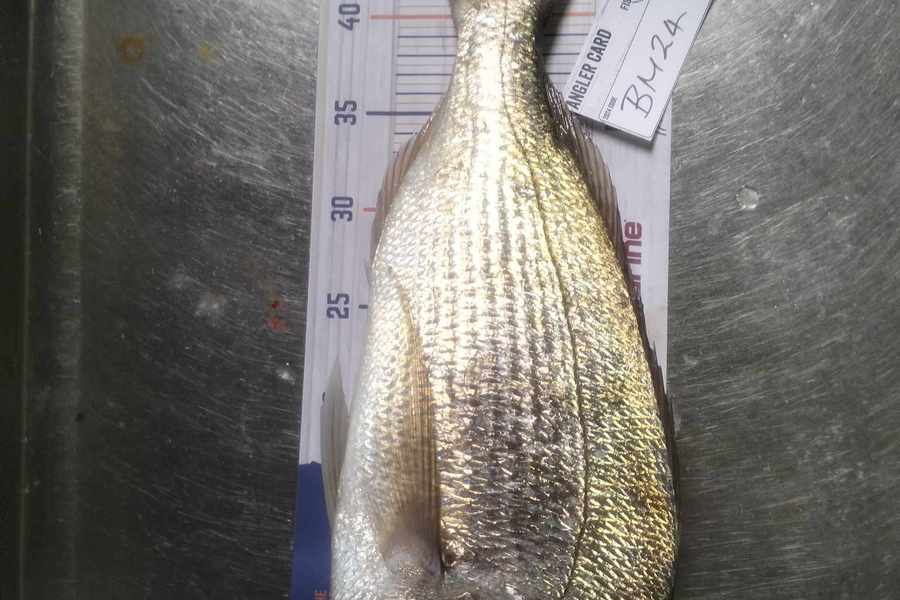 Hanna Massicks caught this 46.0cm Snapper at Northland during The Export NZ Fishing Competition