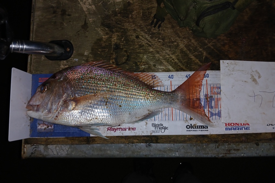 Bryce Taylor caught this 48.0cm Snapper at Northland during The Export NZ Fishing Competition