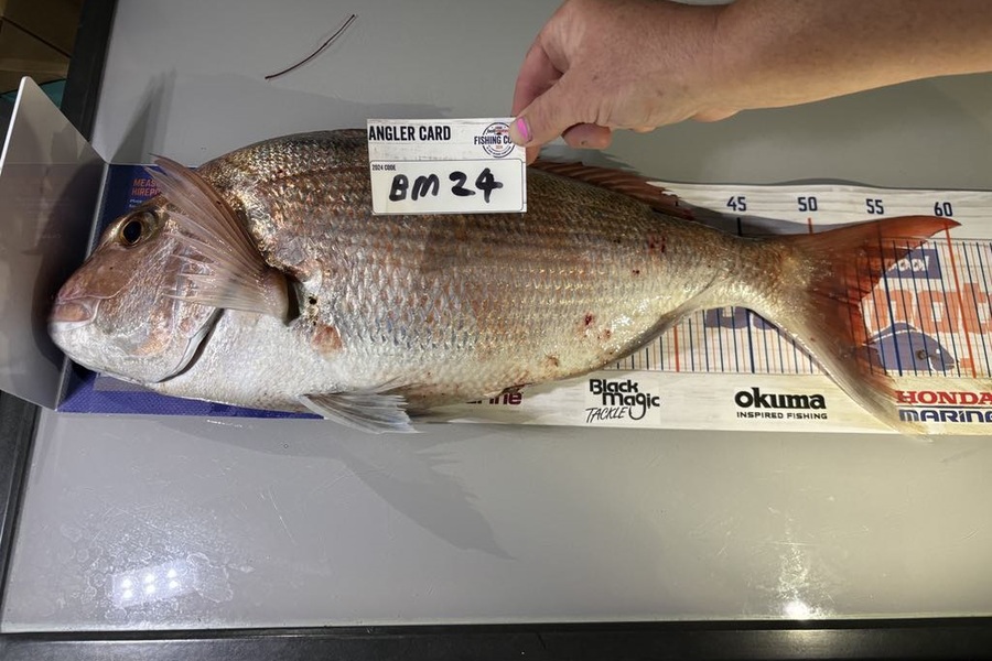 Steve Crowley caught this 52.5cm Snapper at Nelson/Marlborough during The Export NZ Fishing Competition