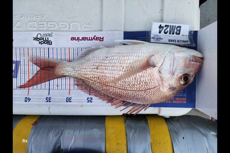 Frazer Hope caught this 37.0cm Snapper at Bay of Plenty during The Export NZ Fishing Competition