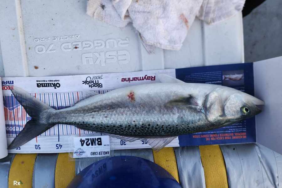 Frazer Hope caught this 50.5cm Kahawai at Bay of Plenty during The Export NZ Fishing Competition