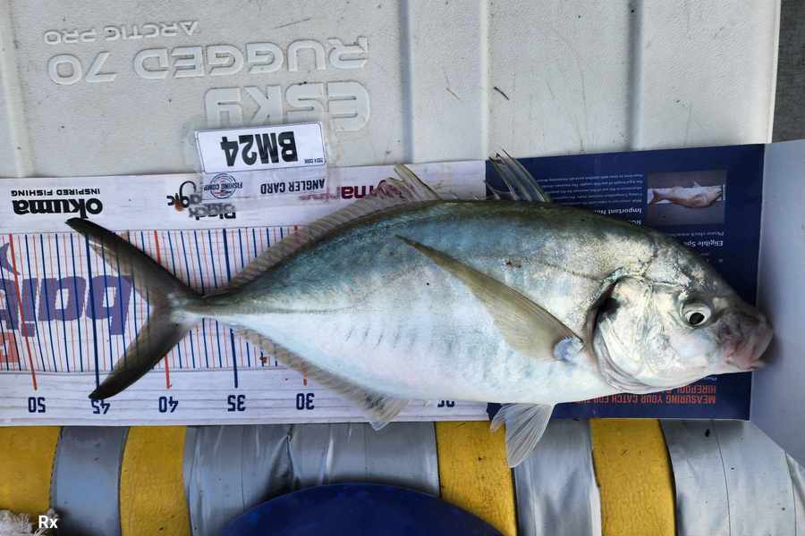 Frazer Hope caught this 40.5cm Trevally at Bay of Plenty during The Export NZ Fishing Competition