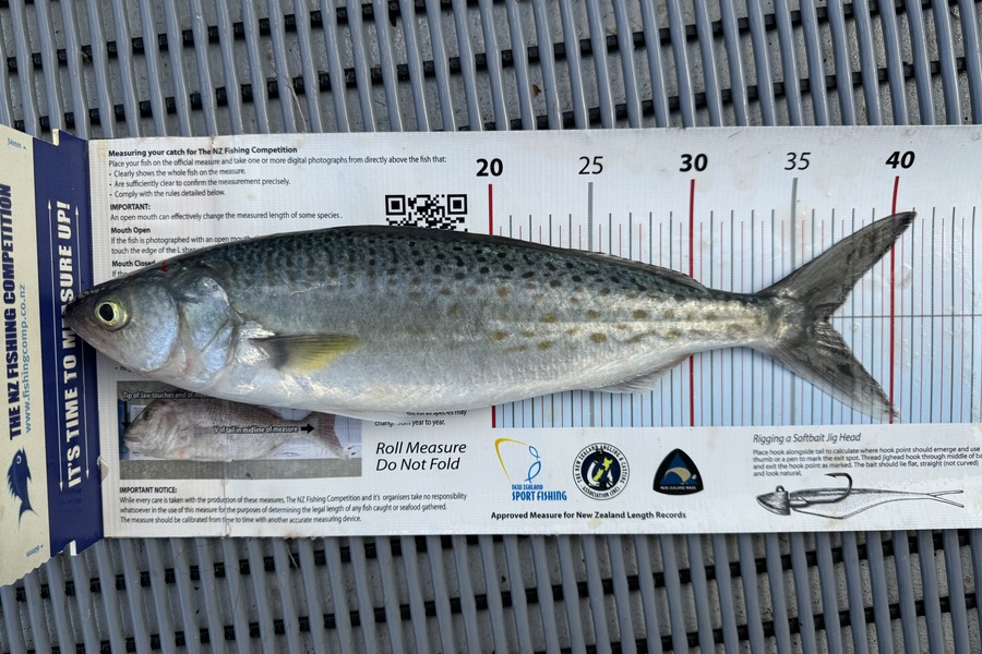 Stephen Attwood caught this 36.5cm Kahawai at Northland during The Export NZ Fishing Competition