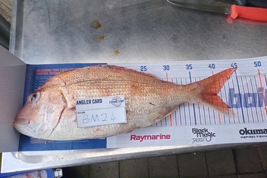 William Hine caught this 40.0cm Snapper at Bay of Plenty during The Export NZ Fishing Competition