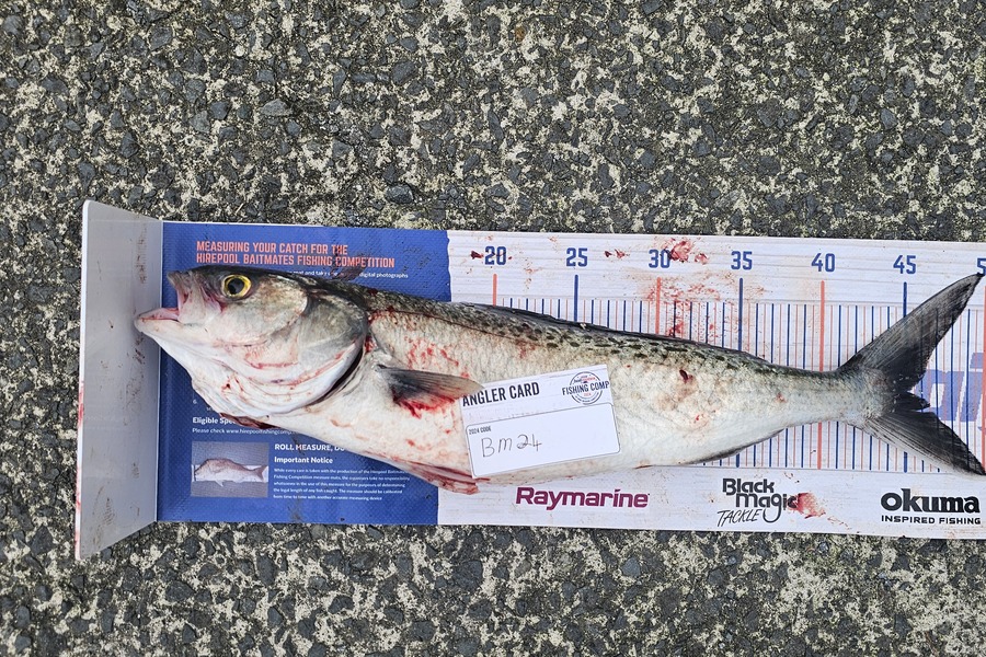 Isabella McMillin caught this 45cm Kahawai at West Coast during The Export NZ Fishing Competition