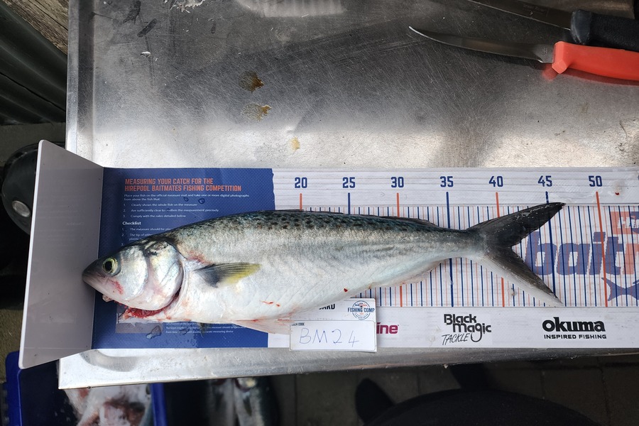 Carl Hine caught this 40cm Kahawai at Bay of Plenty during The Export NZ Fishing Competition