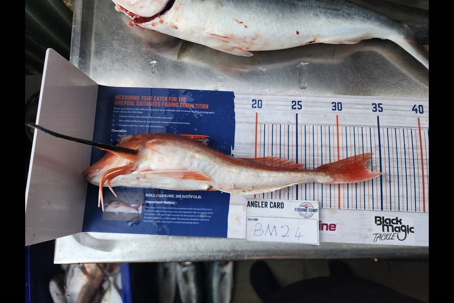 Carl Hine caught this 33.0cm Gurnard at Bay of Plenty during The Export NZ Fishing Competition