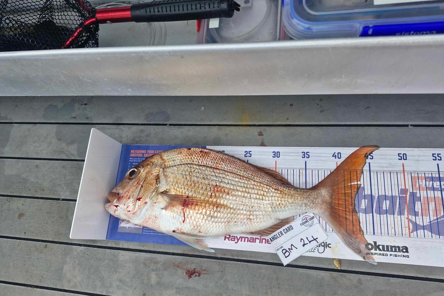 Sean Clarkson caught this 42.5cm Snapper at Coromandel during The Export NZ Fishing Competition