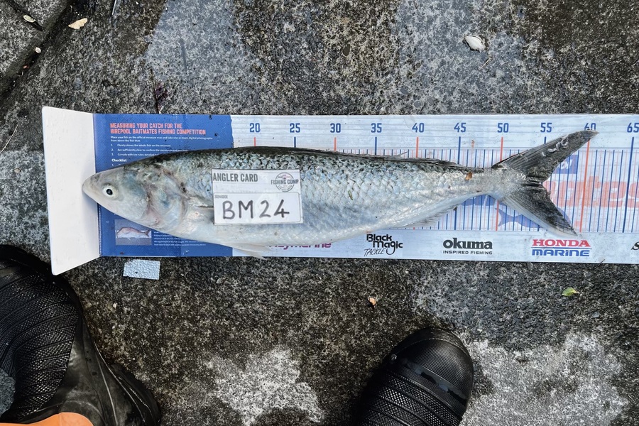 Andrei Labradores caught this 54.5cm Kahawai at Canterbury during The Export NZ Fishing Competition