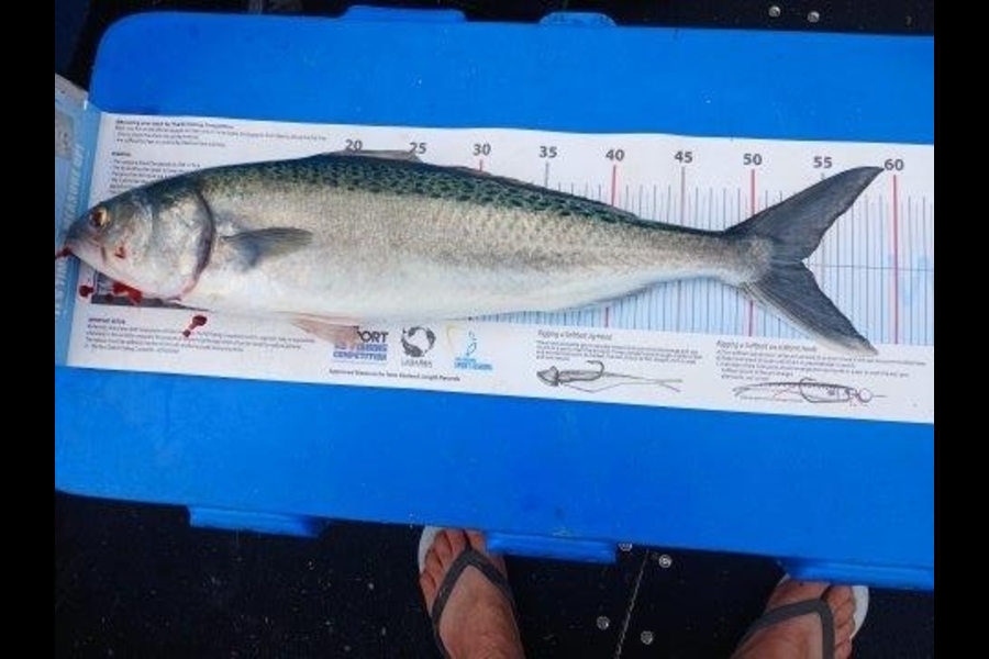 Carl Scott caught this 53.5cm Kahawai at Auckland during The Export NZ Fishing Competition