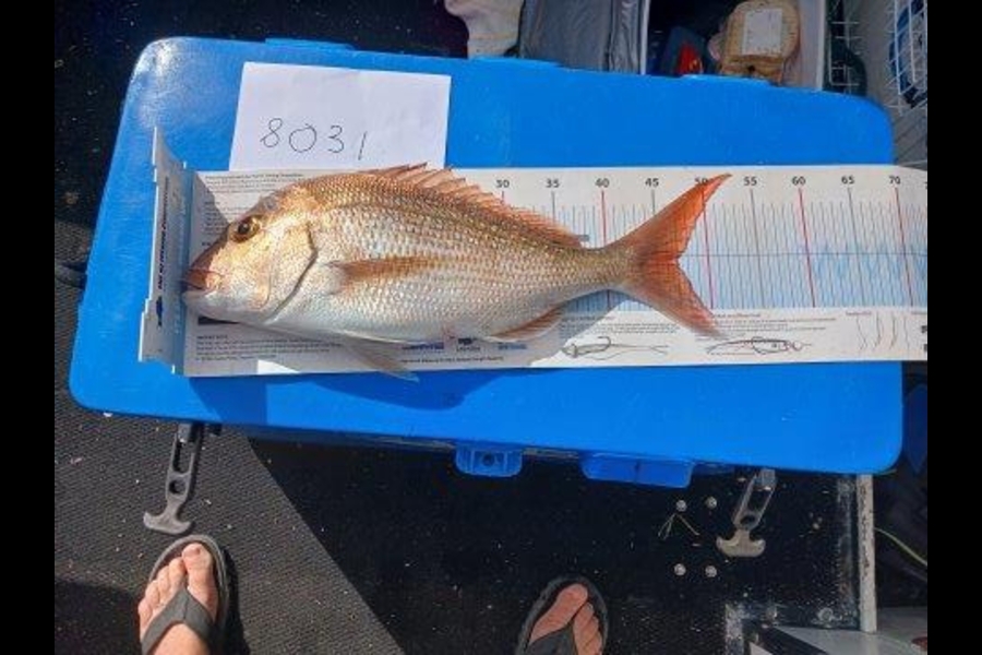 Carl Scott caught this 47.0cm Snapper at Auckland during The Export NZ Fishing Competition