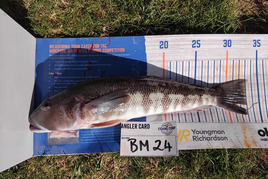 Mathew Ferris caught this 33.0cm Blue Cod at Nelson/Marlborough during The Export NZ Fishing Competition