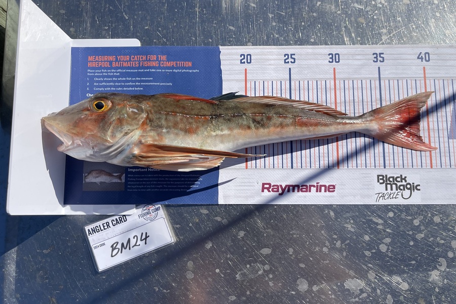 Tom Burroughs-Moody caught this 39.0cm Gurnard at Nelson/Marlborough during The Export NZ Fishing Competition