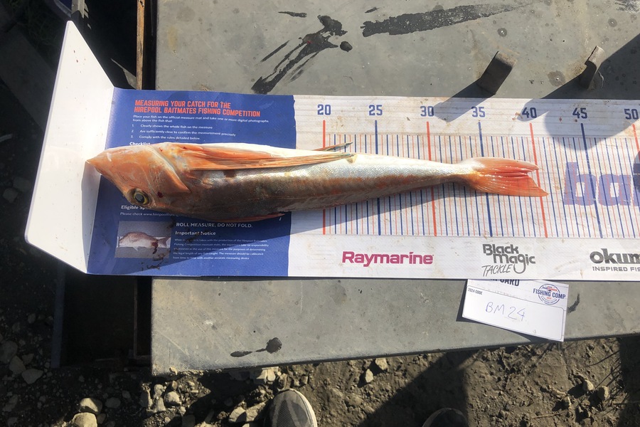 james towers caught this 39.0cm Gurnard at Auckland during The Export NZ Fishing Competition