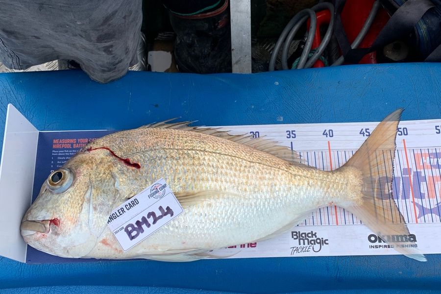 Bevan  Mcfetridge  caught this 47.0cm Snapper at Coromandel during The Export NZ Fishing Competition