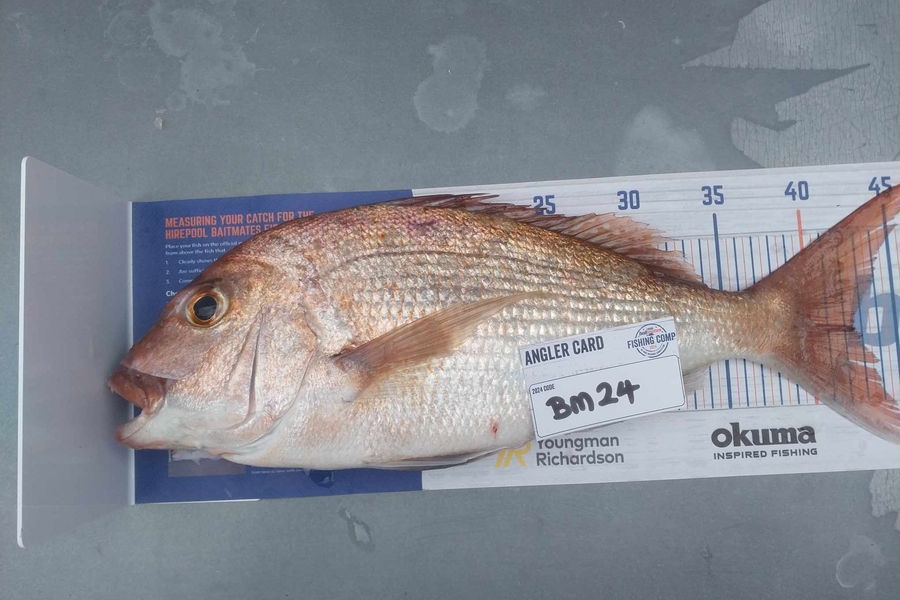Phil Dobson caught this 42.5cm Snapper at Coromandel during The Export NZ Fishing Competition