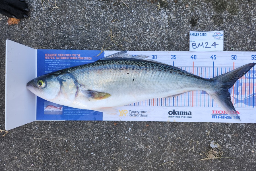 Cory Piggales caught this 48.5cm Kahawai at Auckland during The Export NZ Fishing Competition