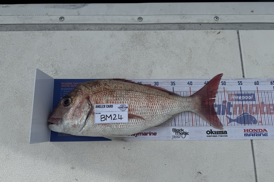 Jake Brooks caught this 46.0cm Snapper at Northland during The Export NZ Fishing Competition