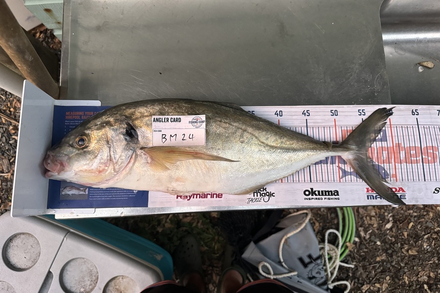 Kodi Russell-Owen caught this 55.5cm Trevally at Northland during The Export NZ Fishing Competition