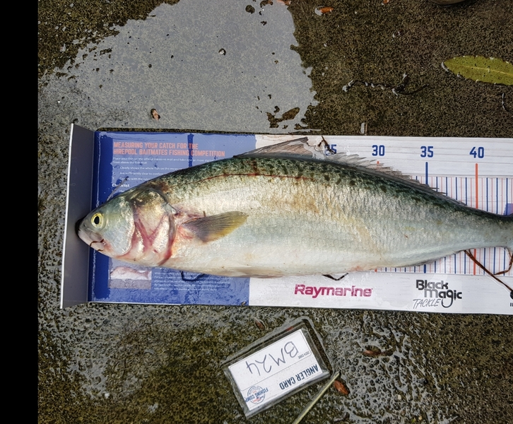Stephen Nilsson caught this 48.5cm Kahawai at Auckland during The Export NZ Fishing Competition