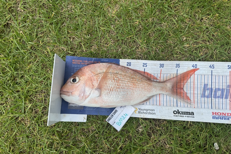 Rory Atkinson caught this 36.5cm Snapper at Coromandel during The Export NZ Fishing Competition