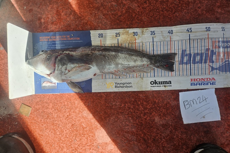 Caleb Clark caught this 40.5cm Blue Cod at Otago during The Export NZ Fishing Competition