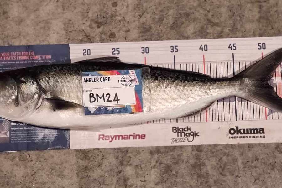 Zayn Haretuku caught this 50.5cm Kahawai at Northland during The Export NZ Fishing Competition