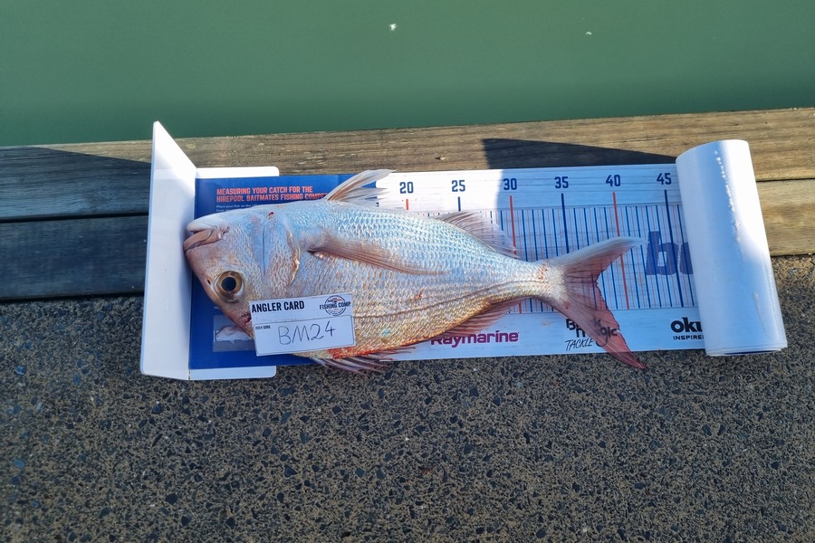 Alex Filyaev caught this 37.0cm Snapper at Auckland during The Export NZ Fishing Competition