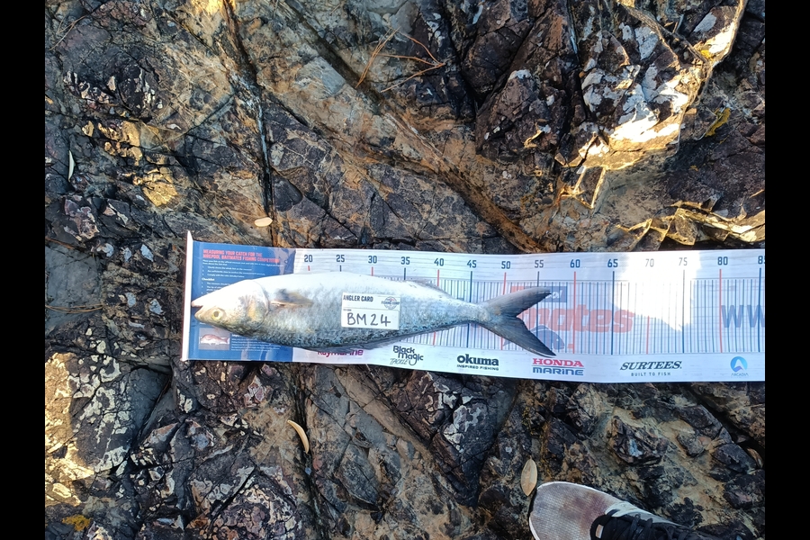 Daniel Hilton caught this 52.0cm Kahawai at Northland during The Export NZ Fishing Competition