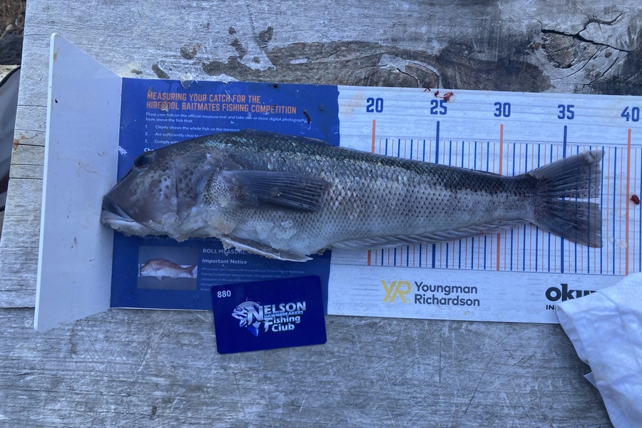 Shannon Scholes caught this 37.5cm Blue Cod at Nelson/Marlborough during The Export NZ Fishing Competition