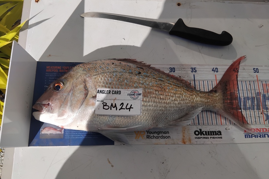 Mathew Ferris caught this 43cm Snapper at Nelson/Marlborough during The Export NZ Fishing Competition
