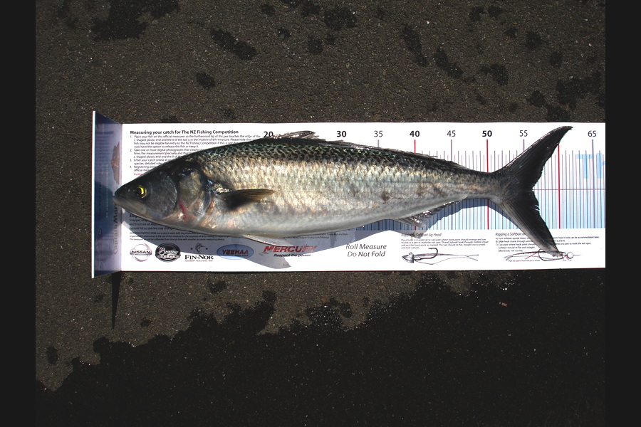 Troy Dando caught this 56.0cm Kahawai at Tasman Bay Nelson during The Export NZ Fishing Competition