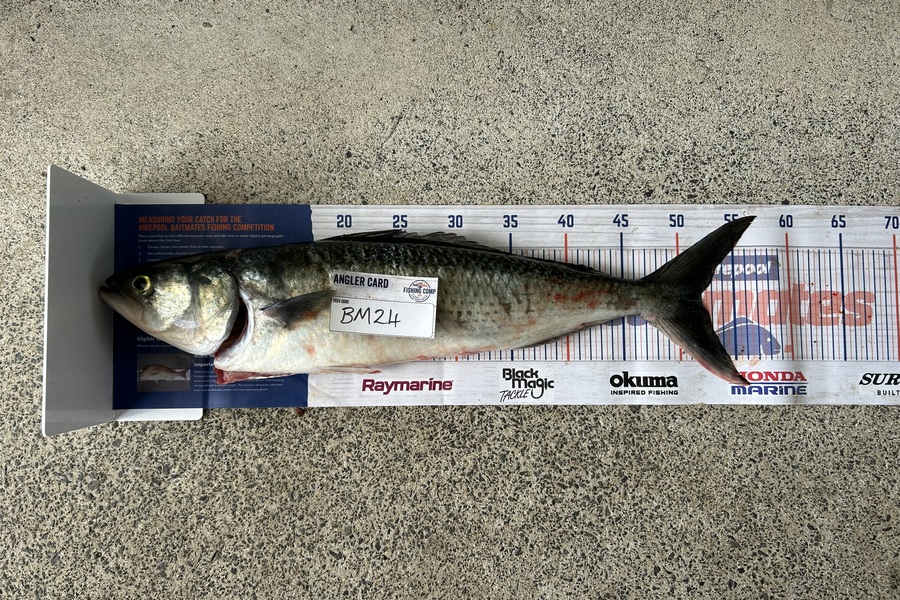 David Ludgate caught this 50.0cm Kahawai at Northland during The Export NZ Fishing Competition