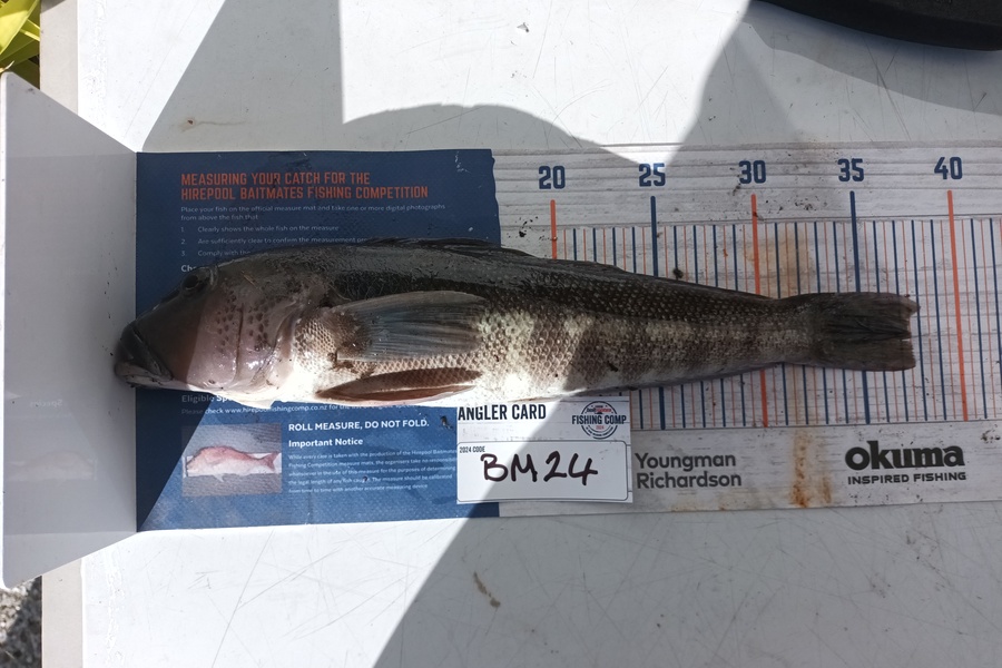 Jason Iorns caught this 37.5cm Blue Cod at Nelson/Marlborough during The Export NZ Fishing Competition