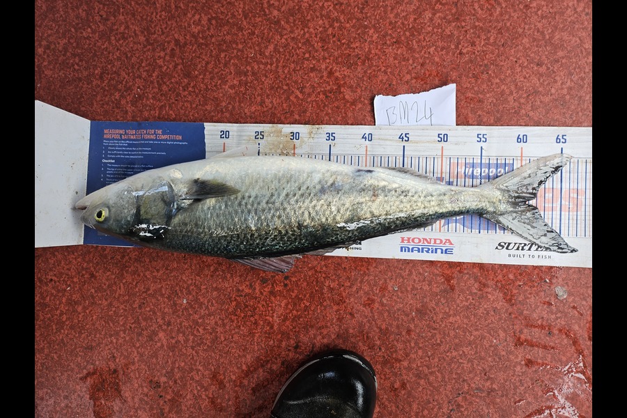 Caleb Clark caught this 60.5cm Kahawai at Otago during The Export NZ Fishing Competition
