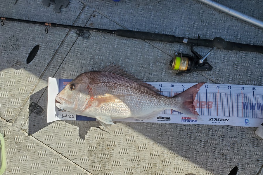 Darren Jones caught this 59.0cm Snapper at Bay of Plenty during The Export NZ Fishing Competition
