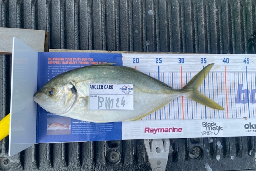 Matthew Gujer caught this 33.0cm Trevally at Northland during The Export NZ Fishing Competition