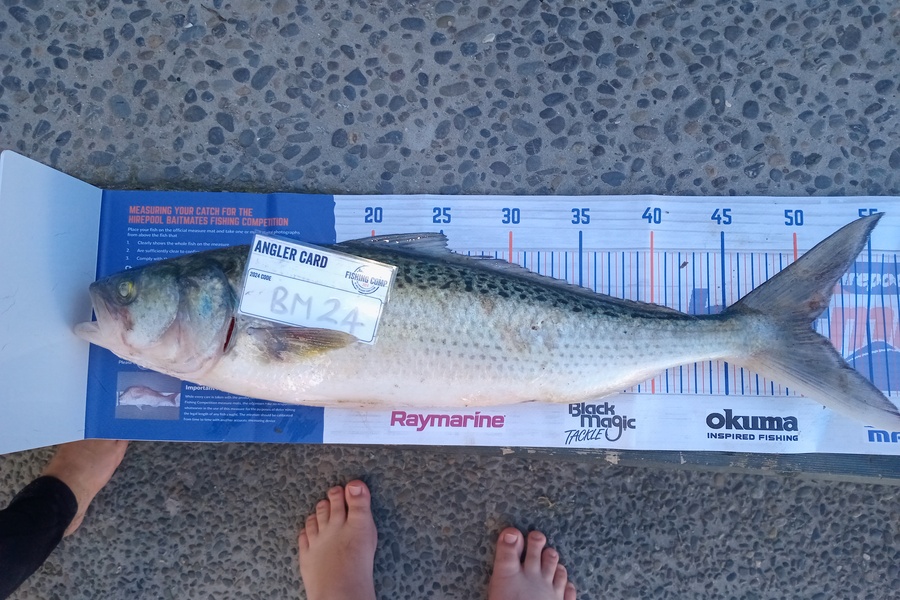 Richard Mcginley caught this 50.5cm Kahawai at Bay of Plenty during The Export NZ Fishing Competition