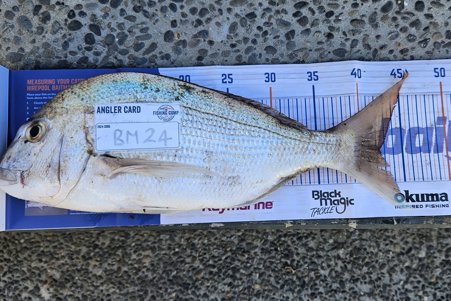Toni Webb caught this 42.5cm Snapper at Bay of Plenty during The Export NZ Fishing Competition
