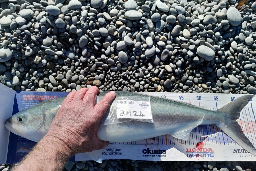 Bob Murphy caught this 59.5cm Kahawai at Otago during The Export NZ Fishing Competition
