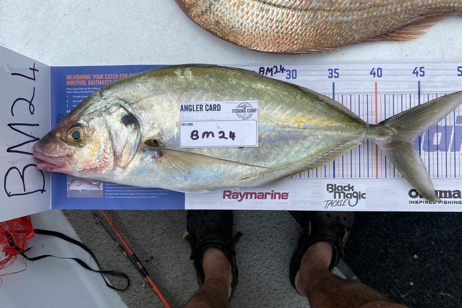 peter barry caught this 44.0cm Trevally at Waikato during The Export NZ Fishing Competition