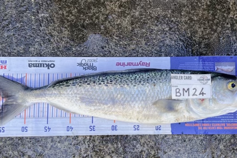 Andrei Labradores caught this 54.0cm Kahawai at Canterbury during The Export NZ Fishing Competition