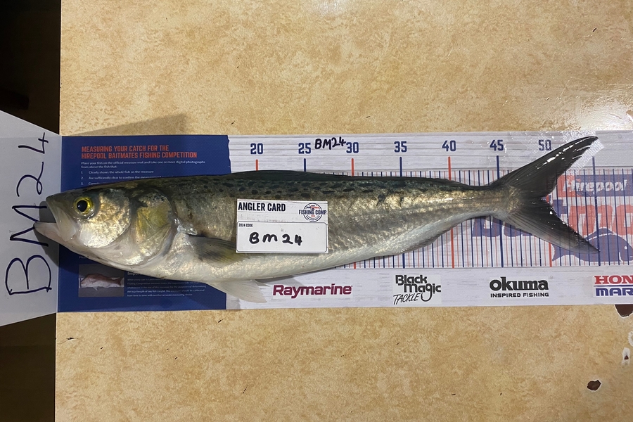 peter barry caught this 49.5cm Kahawai at Waikato during The Export NZ Fishing Competition