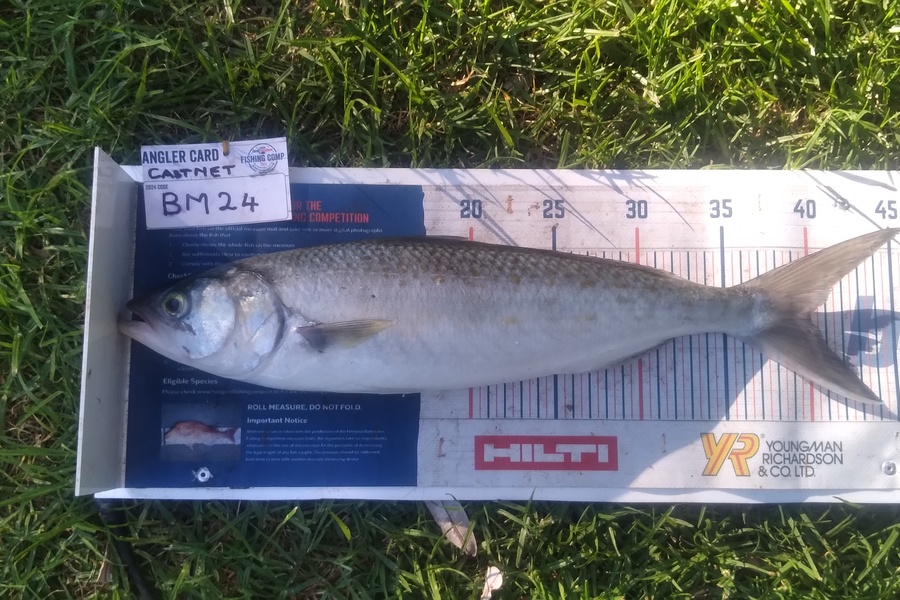Wayne Hickman caught this 40.0cm Kahawai at Bay of Plenty during The Export NZ Fishing Competition