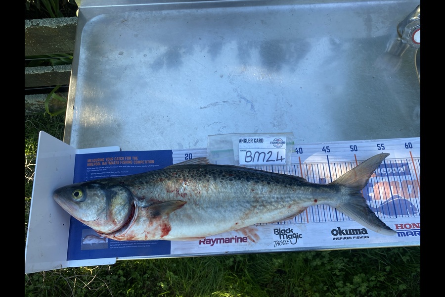 Nash Morgan-hodson caught this 48.5cm Kahawai at Wellington during The Export NZ Fishing Competition