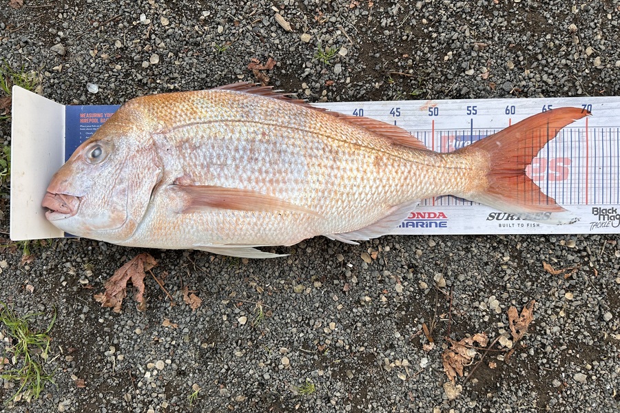 Caitlin Firmin caught this 62.0cm Snapper at Coromandel during The Export NZ Fishing Competition